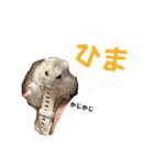 こめすたぴのすたすたすたんぷ（個別スタンプ：15）
