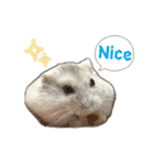 こめすたぴのすたすたすたんぷ（個別スタンプ：16）