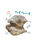 こめすたぴのすたすたすたんぷ（個別スタンプ：17）