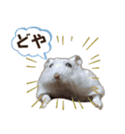 こめすたぴのすたすたすたんぷ（個別スタンプ：26）