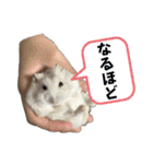 こめすたぴのすたすたすたんぷ（個別スタンプ：29）