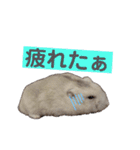 こめすたぴのすたすたすたんぷ（個別スタンプ：33）
