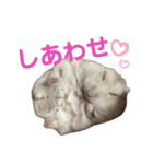 こめすたぴのすたすたすたんぷ（個別スタンプ：34）