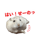 こめすたぴのすたすたすたんぷ（個別スタンプ：35）