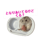 こめすたぴのすたすたすたんぷ（個別スタンプ：37）