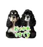 我が家の癒しアメコカのチョコ＆リント2（個別スタンプ：15）