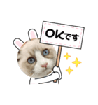毎日使える【ラグドール】ねこスタンプ1（個別スタンプ：1）