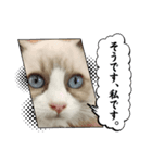 毎日使える【ラグドール】ねこスタンプ1（個別スタンプ：3）
