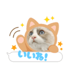 毎日使える【ラグドール】ねこスタンプ1（個別スタンプ：4）