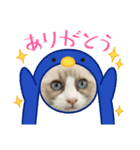 毎日使える【ラグドール】ねこスタンプ1（個別スタンプ：7）