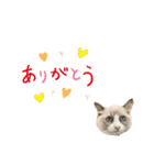 毎日使える【ラグドール】ねこスタンプ2（個別スタンプ：2）