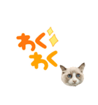 毎日使える【ラグドール】ねこスタンプ2（個別スタンプ：3）
