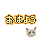 毎日使える【ラグドール】ねこスタンプ2（個別スタンプ：6）
