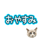 毎日使える【ラグドール】ねこスタンプ2（個別スタンプ：7）