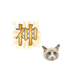 毎日使える【ラグドール】ねこスタンプ2（個別スタンプ：8）