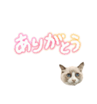 毎日使える【ラグドール】ねこスタンプ2（個別スタンプ：12）