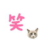 毎日使える【ラグドール】ねこスタンプ2（個別スタンプ：14）