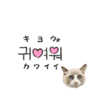 毎日使える【ラグドール】ねこスタンプ2（個別スタンプ：15）