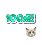 毎日使える【ラグドール】ねこスタンプ2（個別スタンプ：16）
