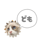 毎日使える【ラグドール】ねこスタンプ3（個別スタンプ：2）