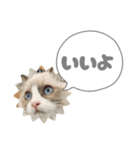 毎日使える【ラグドール】ねこスタンプ3（個別スタンプ：5）