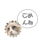 毎日使える【ラグドール】ねこスタンプ3（個別スタンプ：11）