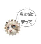 毎日使える【ラグドール】ねこスタンプ3（個別スタンプ：12）