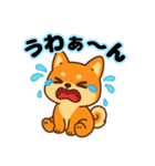 柴犬むぎの感情スタンプ（個別スタンプ：8）