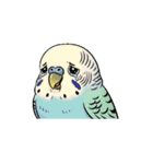 セキセイインコのキュートな日常（個別スタンプ：2）