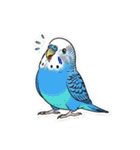 セキセイインコのキュートな日常（個別スタンプ：3）