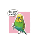 セキセイインコのキュートな日常（個別スタンプ：17）