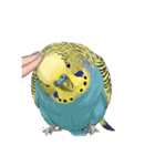 セキセイインコのキュートな日常（個別スタンプ：19）