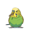 セキセイインコのキュートな日常（個別スタンプ：20）