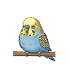 セキセイインコのキュートな日常（個別スタンプ：25）