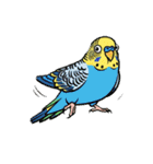 セキセイインコのキュートな日常（個別スタンプ：27）