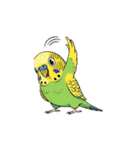 セキセイインコのキュートな日常（個別スタンプ：29）