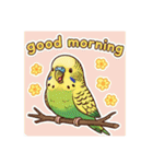 セキセイインコのキュートな日常（個別スタンプ：30）