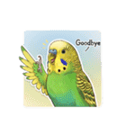 セキセイインコのキュートな日常（個別スタンプ：32）