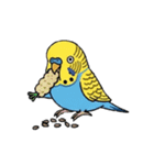 セキセイインコの楽しい1日（個別スタンプ：11）