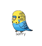 セキセイインコの楽しい1日（個別スタンプ：34）