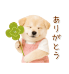 ポジティブな気持ちを伝える☆垂れ耳柴犬（個別スタンプ：3）
