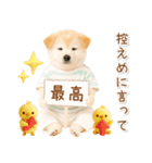 ポジティブな気持ちを伝える☆垂れ耳柴犬（個別スタンプ：5）