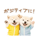 ポジティブな気持ちを伝える☆垂れ耳柴犬（個別スタンプ：6）