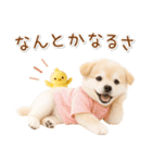 ポジティブな気持ちを伝える☆垂れ耳柴犬（個別スタンプ：7）
