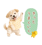 ポジティブな気持ちを伝える☆垂れ耳柴犬（個別スタンプ：8）