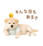 ポジティブな気持ちを伝える☆垂れ耳柴犬（個別スタンプ：13）