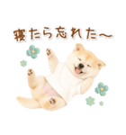 ポジティブな気持ちを伝える☆垂れ耳柴犬（個別スタンプ：15）