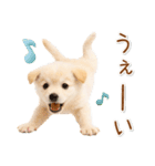 ポジティブな気持ちを伝える☆垂れ耳柴犬（個別スタンプ：19）