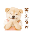 ポジティブな気持ちを伝える☆垂れ耳柴犬（個別スタンプ：20）