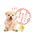 ポジティブな気持ちを伝える☆垂れ耳柴犬（個別スタンプ：21）